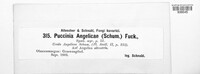 Puccinia angelicae image